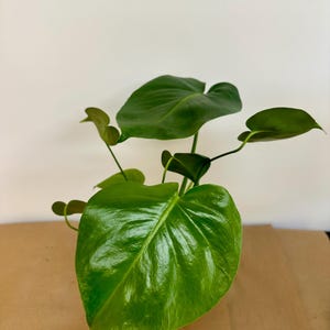 Monstera Deliciosa, Split Leaf Philodendron, Swiss Cheese Plant in 5&quot; pot