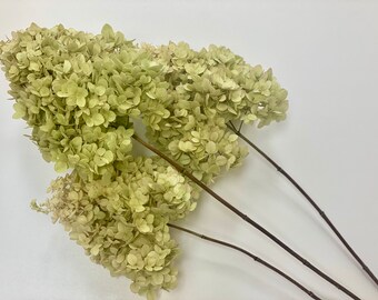 Dried Limelight Hydrangeas - Bunch of 3