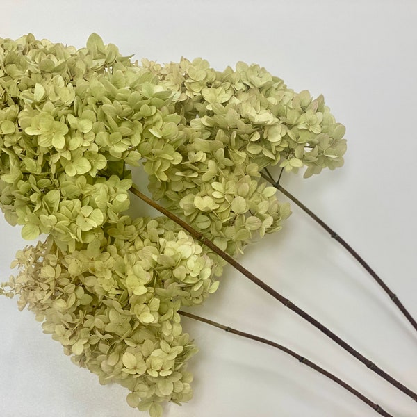 Dried Limelight Hydrangeas - Bunch of 3