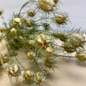 Nigelle séchée biologique « Love in a Mist » - 15 tiges