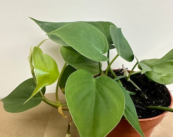 Philodendron Scandens, Heart Leaf in 5" pot