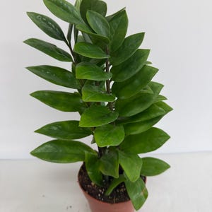 Live ZZ Plant- Zamioculcas zamiifolia 11 inch Indoor Plant in 5 inch Pot