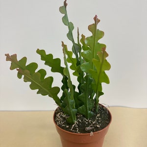 Rare Fishbone Cactus, Ric-Rac, Zig Zag Cactus in 5&quot; pot