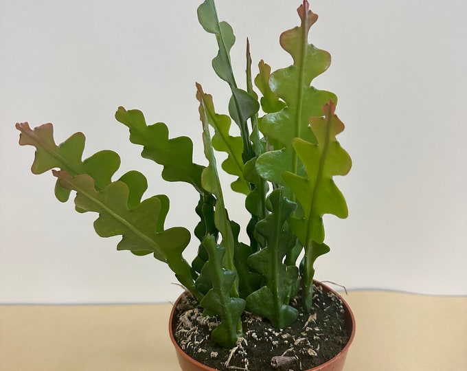 Rare Fishbone Cactus, Ric-rac, Zig Zag Cactus in 5