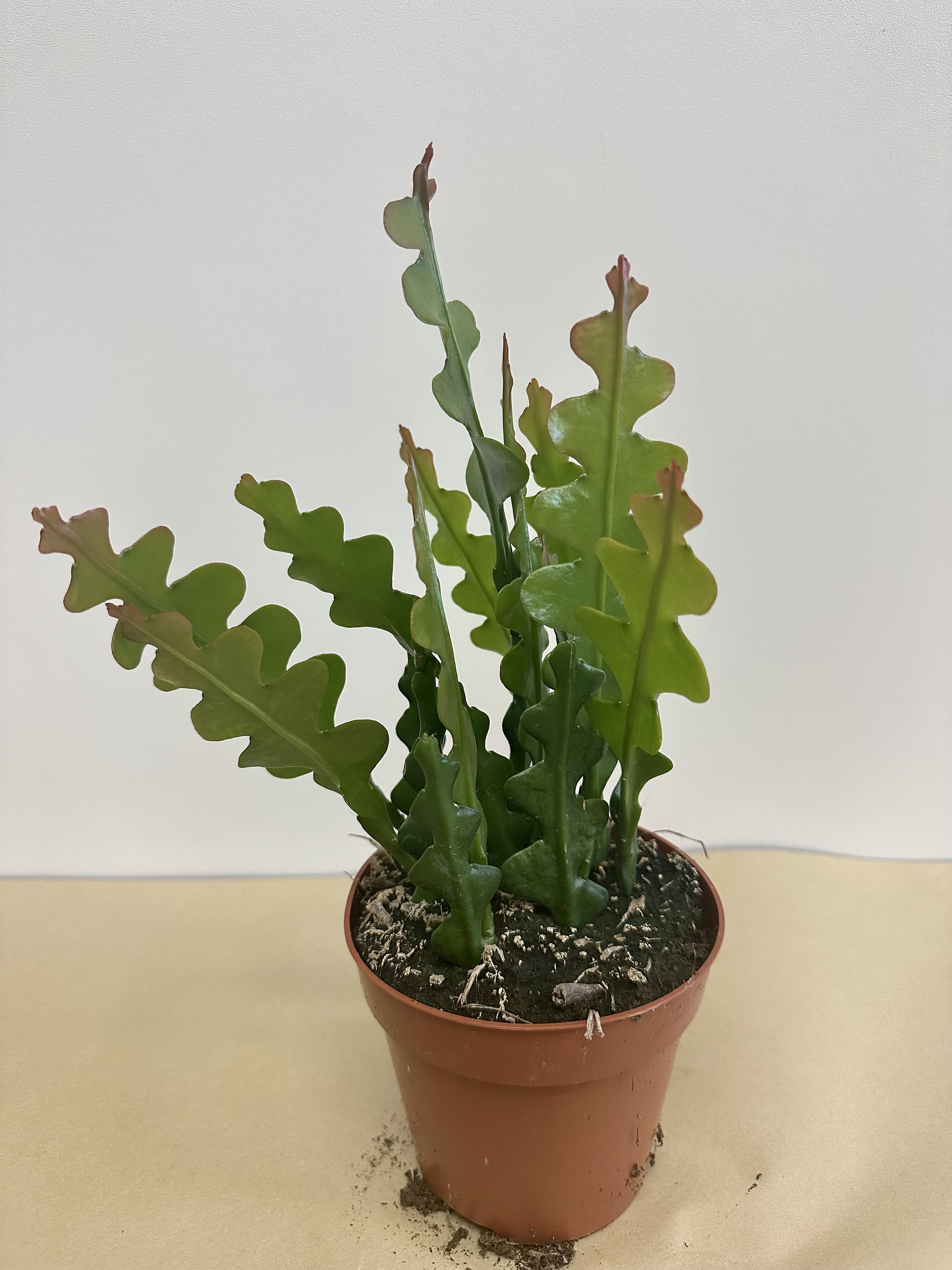 Zig Zag Cactus - Etsy