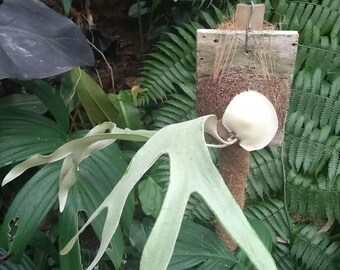 Platycerium Mt. Lewis