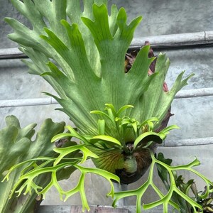 Platycerium Mt. Lewis