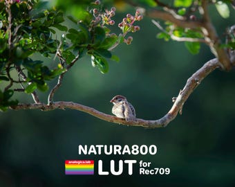 NATURA 800 - Film Emulation LUT - For Professional Filmmaking and Photography 