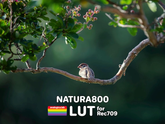 LUT NATURA 800 35MM Film Simulation Professional Color Grading VideoLut PhotoLut filetype: .cube for Rec709 Film Emulation