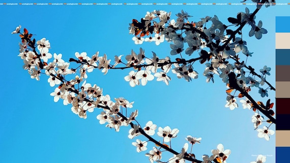 VISION GOLD - Film Emulation LUT for Rec709 - For Professional Filmmaking and Photography