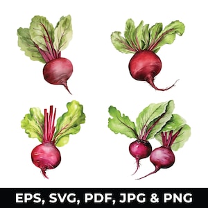Puede incluir: Cuatro ilustraciones de acuarela de remolachas rojas con hojas verdes. Las remolachas están dibujadas en un estilo realista con un enfoque en el detalle.