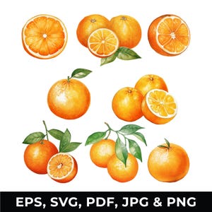 Puede incluir: Ilustración de acuarela de naranjas. La ilustración presenta naranjas enteras, rodajas de naranja y un grupo de naranjas con hojas.