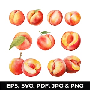 Watercolor Peach Clipart Set - Fruit Clipart Illustration, Peach SVG - PNG, Digital Download for Commercial Use