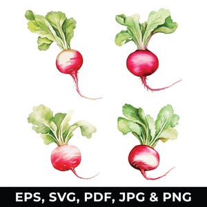 Watercolor Radish Clipart Collection, Root Vegetable Clipart, SVG - PNG, Digital Download for Commercial Use