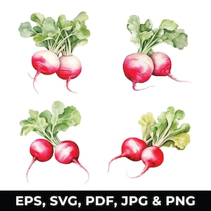 Watercolor Radish Clipart Set, Bunch of Radishes Illustration, Root Vegetable Clipart, SVG - PNG, Digital Download for Commercial Use