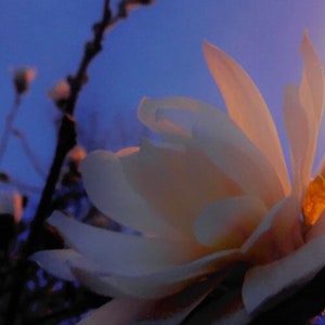 Floral at Dusk ,fine art nature photography from my art and nature series
