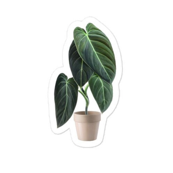 Philodendron Melanochrysum Sticker, Philodendron Sticker, Plant Mom Sticker, Plant Sticker, Vinyl Sticker, Gift for Plant Lover