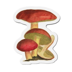 Red Mushroom Fridge Magnet, Aesthetic Cottagecore Nature Plant Botanical Refrigerator Magnet, Boletus Mycelium, Fairycore Funky Fungi Magnet