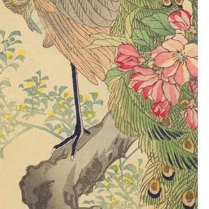 May include: A close-up of a Japanese woodblock print depicting a peacock perched on a branch. The peacock's tail feathers are spread out, showing off their intricate patterns. The bird is surrounded by pink flowers and green leaves.