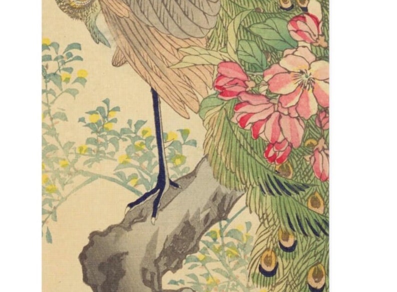 May include: A close-up of a Japanese woodblock print depicting a peacock perched on a branch. The peacock's tail feathers are spread out, showing off their intricate patterns. The bird is surrounded by pink flowers and green leaves.