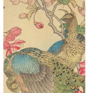 May include: Two peacocks with blue and green plumage are perched on a branch of a flowering tree with pink blossoms. The peacocks are facing each other, with their tails spread out.