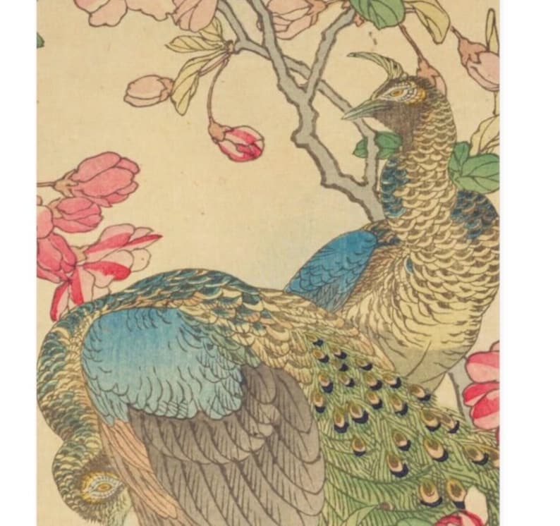 May include: Two peacocks with blue and green plumage are perched on a branch of a flowering tree with pink blossoms. The peacocks are facing each other, with their tails spread out.