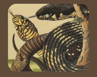 Podkładka pod mysz Retro Reptile, Vintage Snake Art Gaming, Cool Unique Science Goth Academia Cubicle Decor, Biurko biurowe Fun Accessories