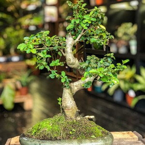 Ligustrum Bonsai (L) | Moyogi Style (S-Form)