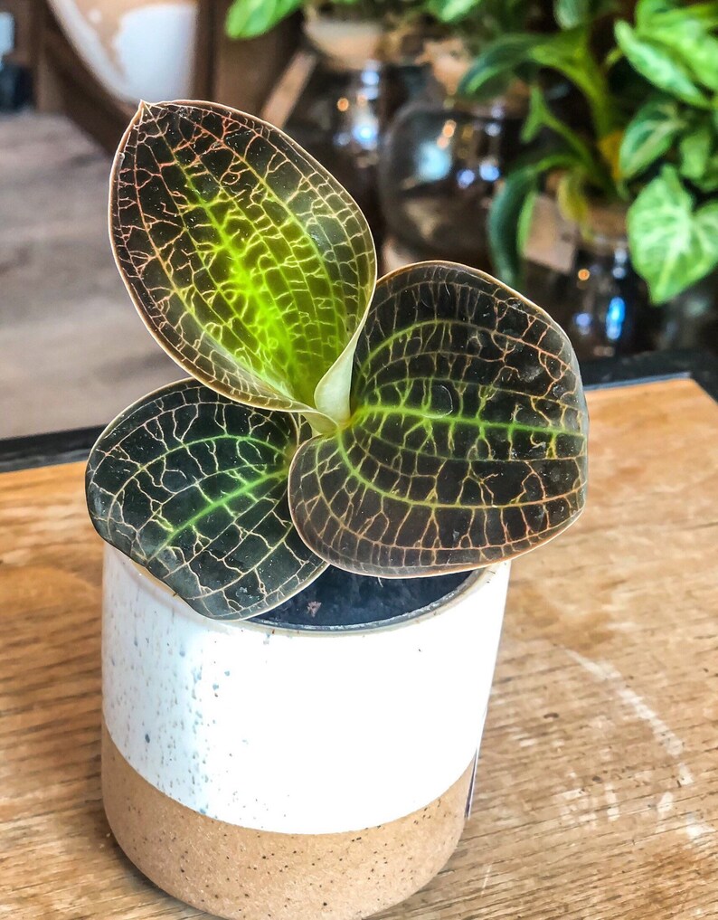 Jewel Orchid macodes Lowii Rare Plant Etsy Australia