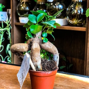 Mini Ficus Ginseng