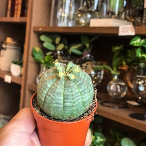 Euphorbia Obesa (Baseballpflanze)