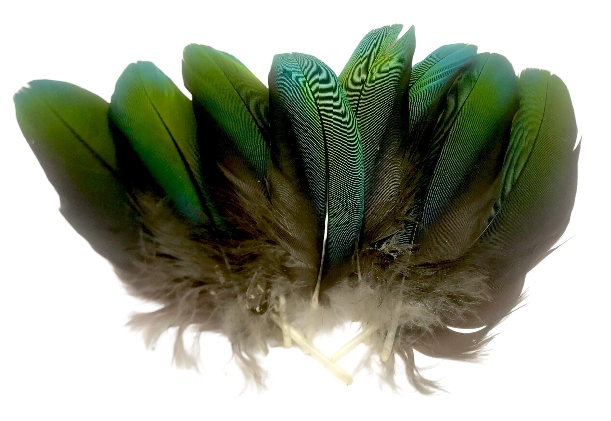 Baoblaze 50 Natural Gallo Feather FAI DA TE FLY TYING MILLINERY HAIR JEWELRY CRAFT Making 