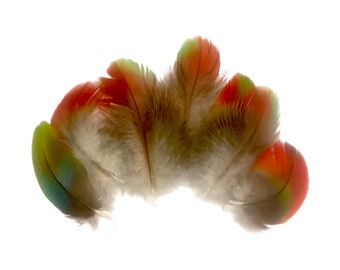 Red, Blue, Green, Macaw Body Plumage Feathers Natural color Naturally Molted Feathers Ethically Sourced From Own Parrots 3 - 4.5 inches