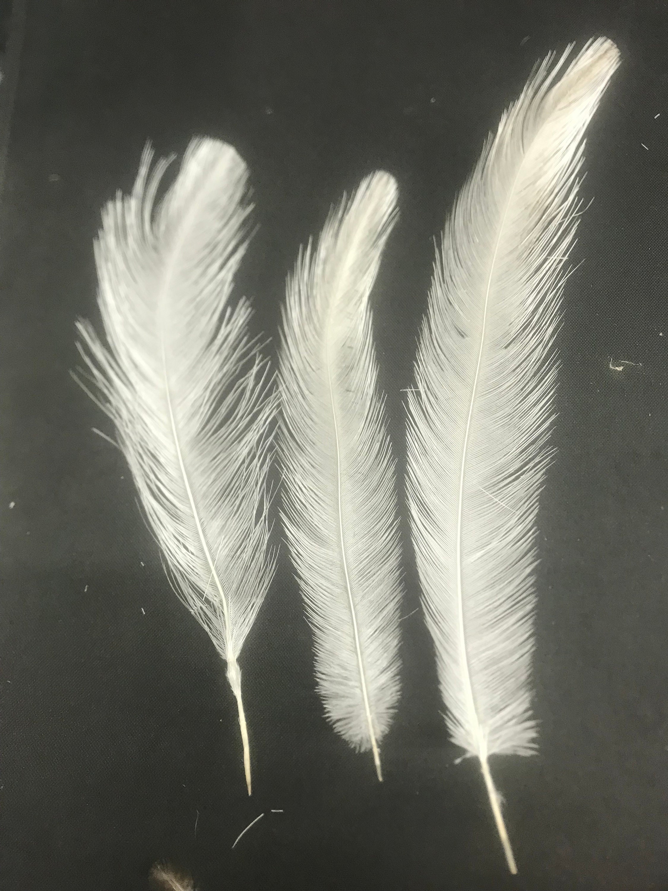 Large WHITE Rhea Wing Feathers, Natural Colour, Long Craft Art Quill, 16 20  Inches Long 