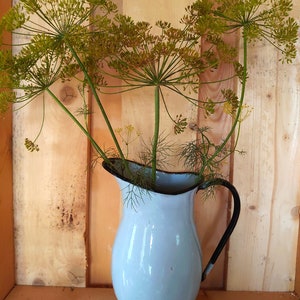 May include: A light blue enamel jug with a black handle filled with green dill sprigs.