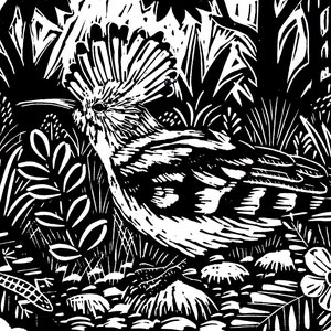 Hoopoe lino print in black and white