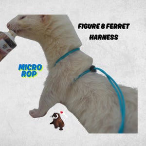 ferret figure 8 harness Solid Turquoise clothes supplies