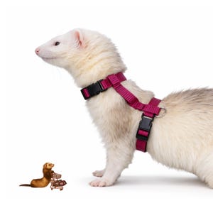 Harness for Ferret  accessory  accessories clothes toys collar Wine red