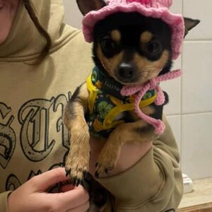 犬と猫用の手作りピギーサンハット