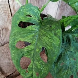 Monstera Adansonii Panaché