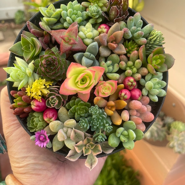 60 cutting colorful mini types of succulents