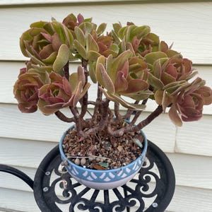 Aeonium Princess - Etsy