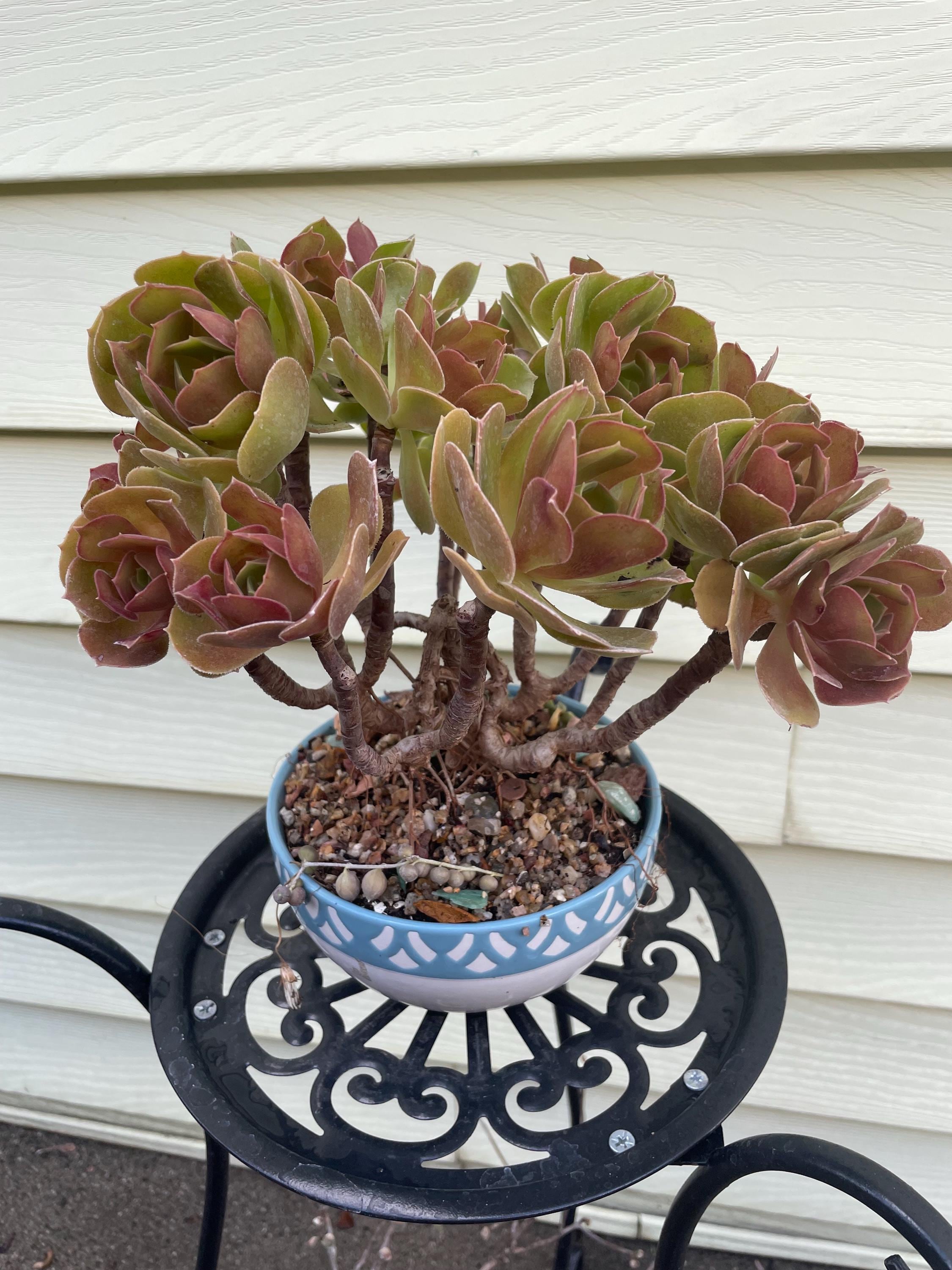 Aeonium Princess - Etsy