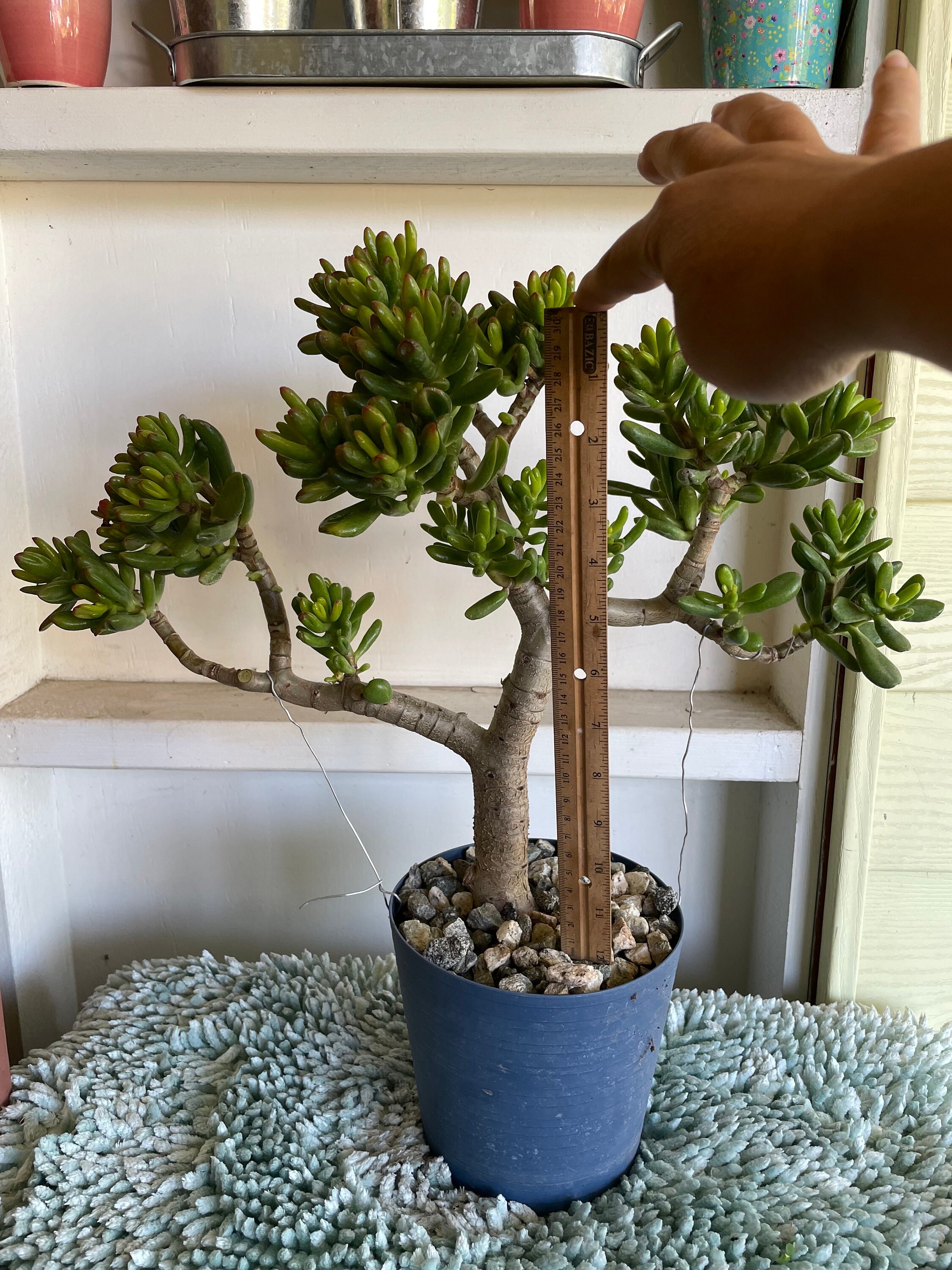 Lot De 2 Plantes Crassula Ovata 'Hobbit' (Arbre De Jade) - Pot 12 Cm - Hauteur 10-20 Cm - Plante Grasse D'intérieur