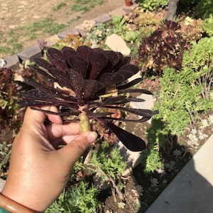 3 Cutting Mix Black Rose, Cyclos Giant Red Aeonium, arboreum Velour 6-8”+ Wide