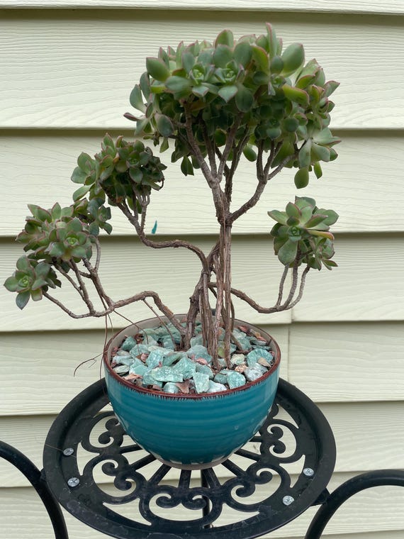 Bonsai Tree Aeonium Haworthia Tree Live Plant Ship With Bare Rooted. - Etsy