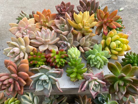 cheap succulents bulk Bulk Succulent Plants  Watters Garden Center