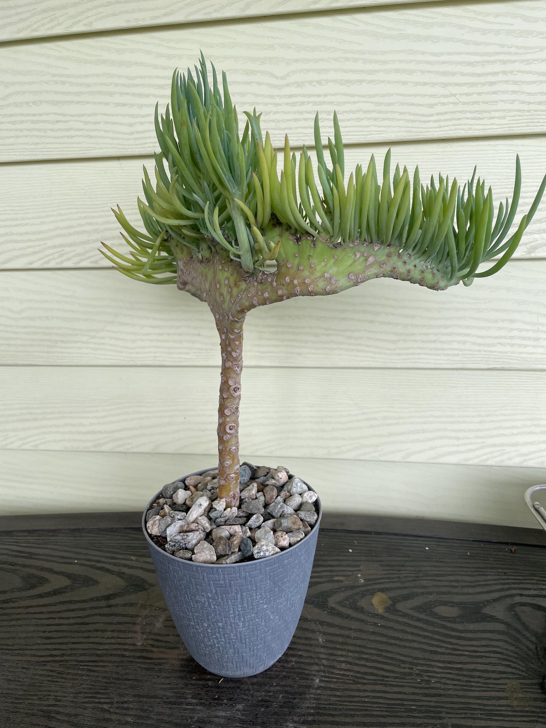 succulent large Handcrafted Faux Mix Succulents In Bowl 13
