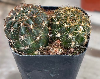 Echinopsis cinnabarina Lobivia prestoana