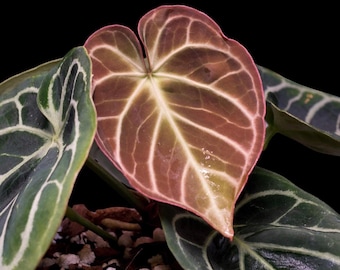 Anthurium Dorayaki × Red crystallinum Anthurium red crystallinum NSE X dorayaki – Aroid Market
